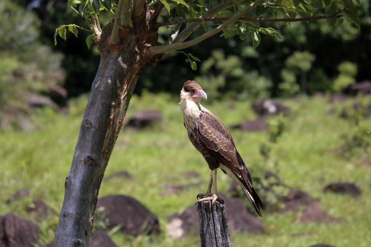Crested Caracara (Northern) - ML642810597