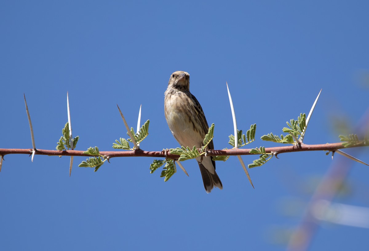 Black-throated Canary - ML642810601