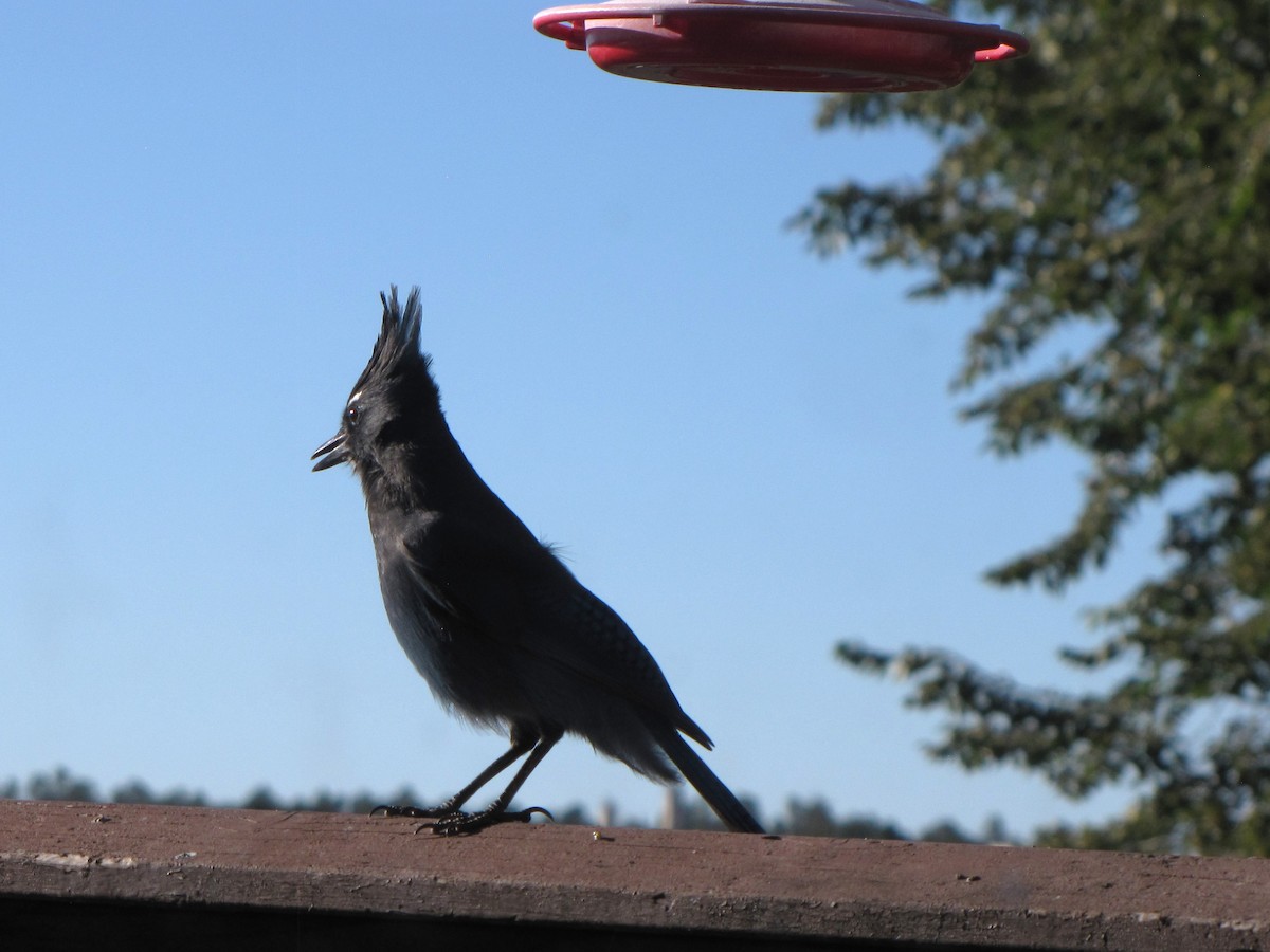 Steller's Jay - ML642810616