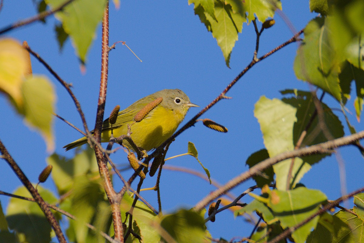 Nashville Warbler - ML642810620