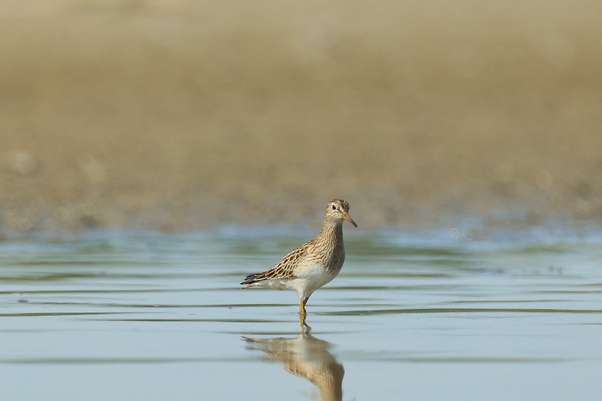 Pectoral Sandpiper - ML642810637