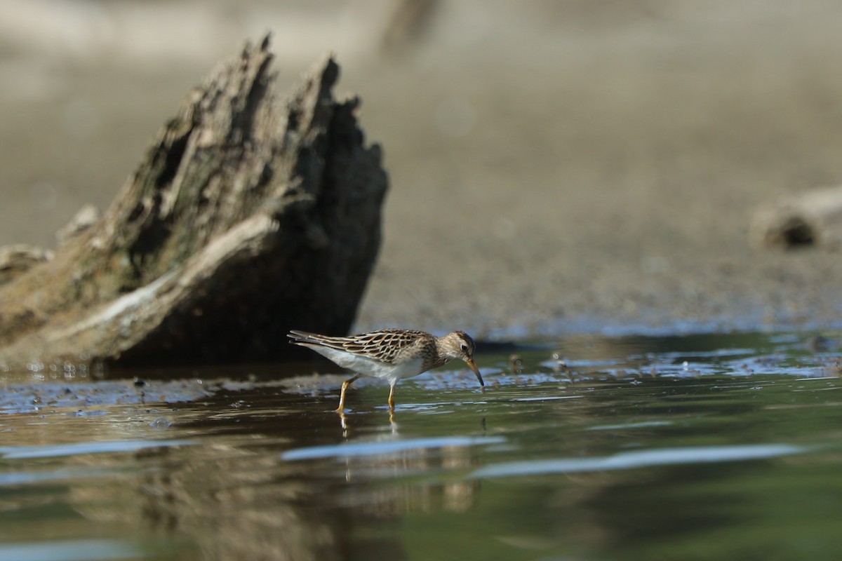 Pectoral Sandpiper - ML642810638
