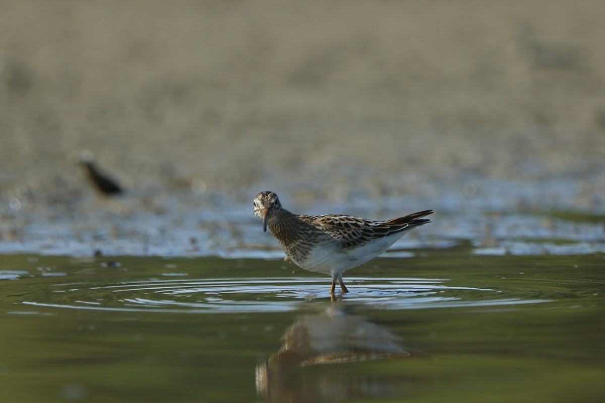 Pectoral Sandpiper - ML642810639