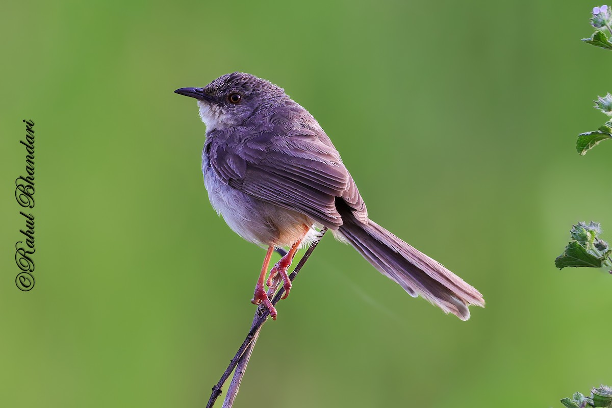 Jungle Prinia - ML642810642