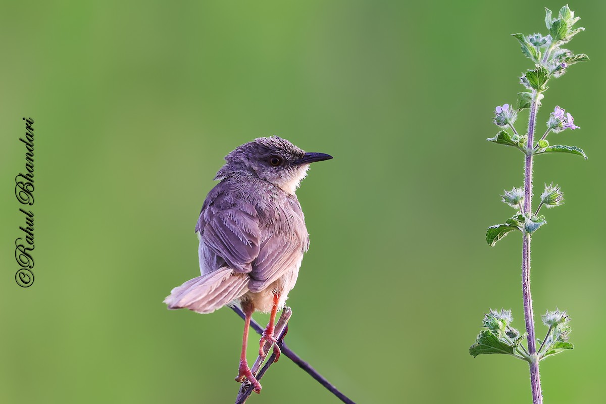 Jungle Prinia - ML642810643