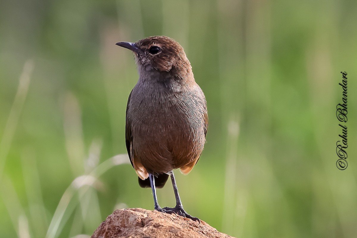 Indian Robin - ML642810648