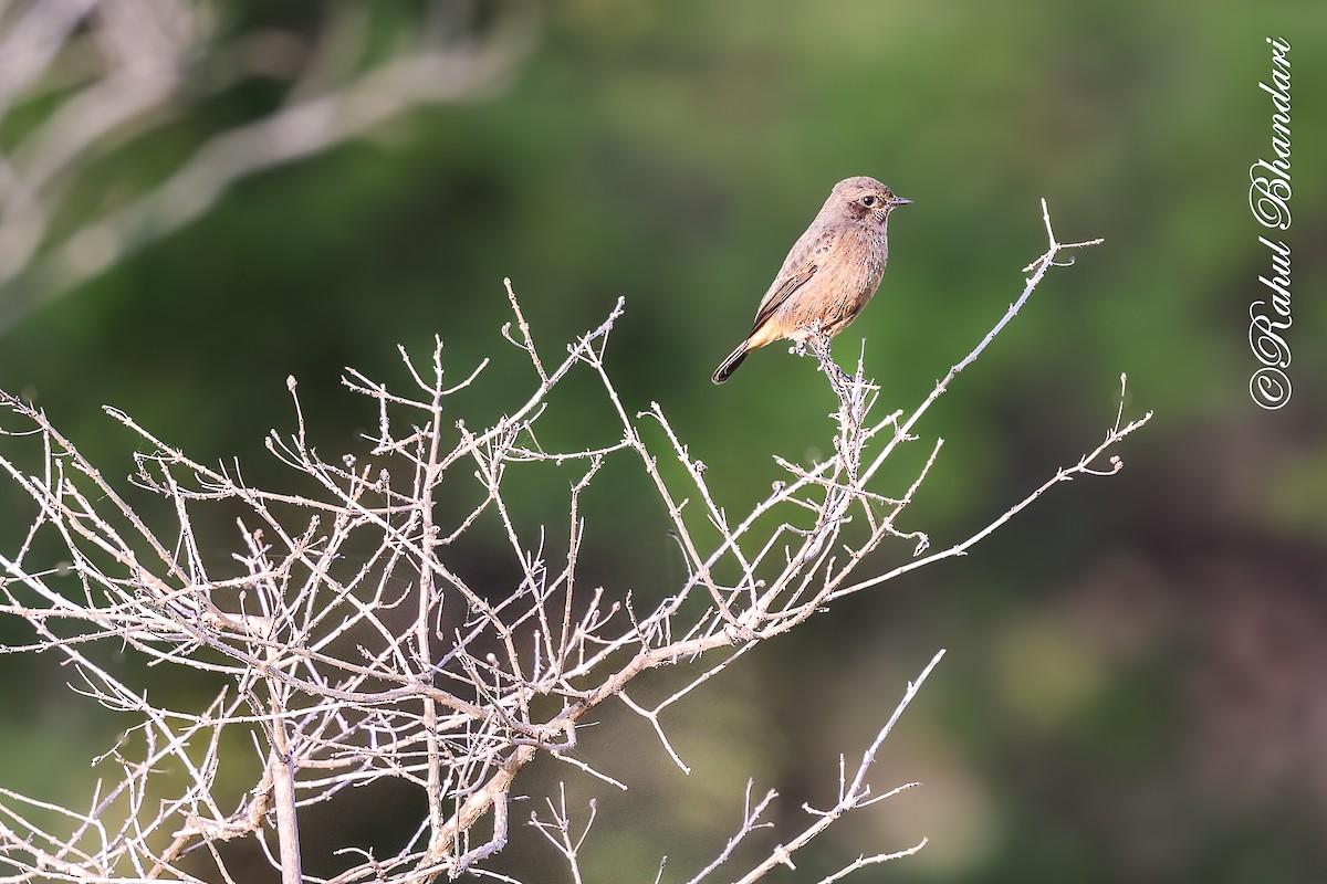 Pied Bushchat - ML642810649