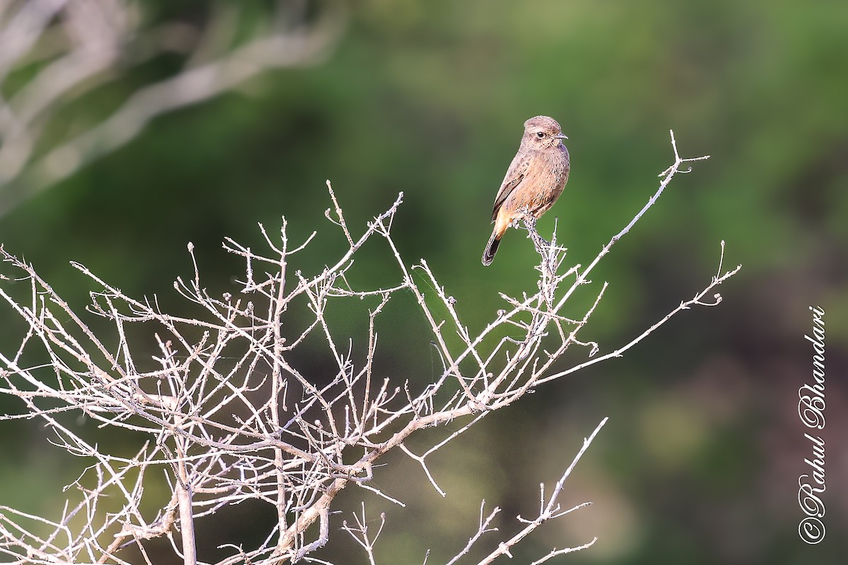 Pied Bushchat - ML642810650