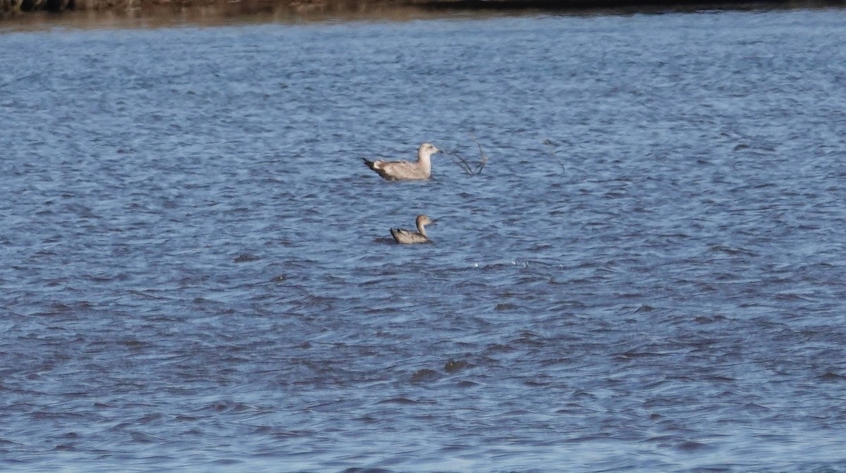 Northern Pintail - ML642810652