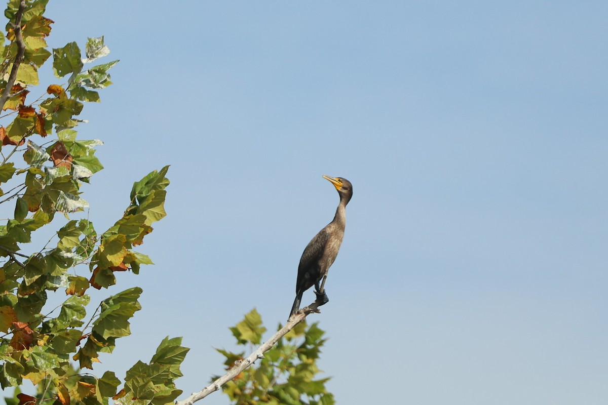 Double-crested Cormorant - ML642810658