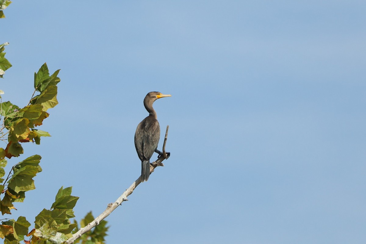 Double-crested Cormorant - ML642810659