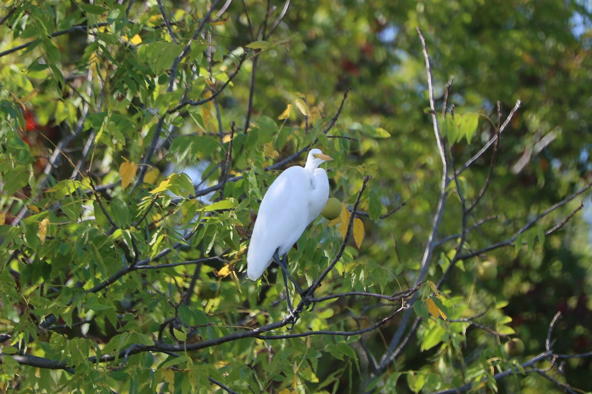 Great Egret - ML642810686
