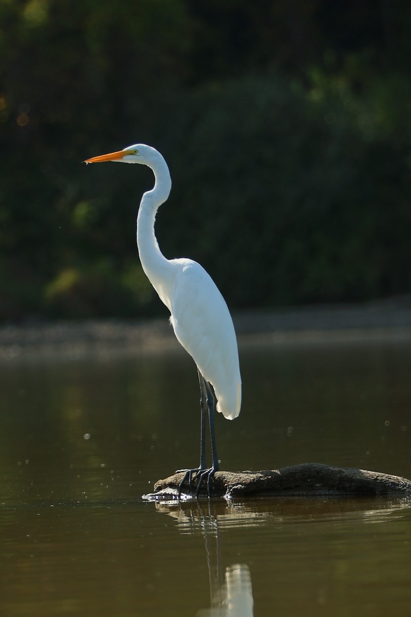 Great Egret - ML642810687