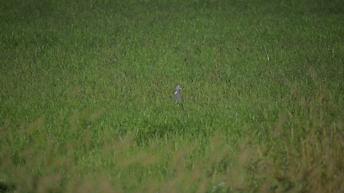 Common Wood-Pigeon - ML642810692