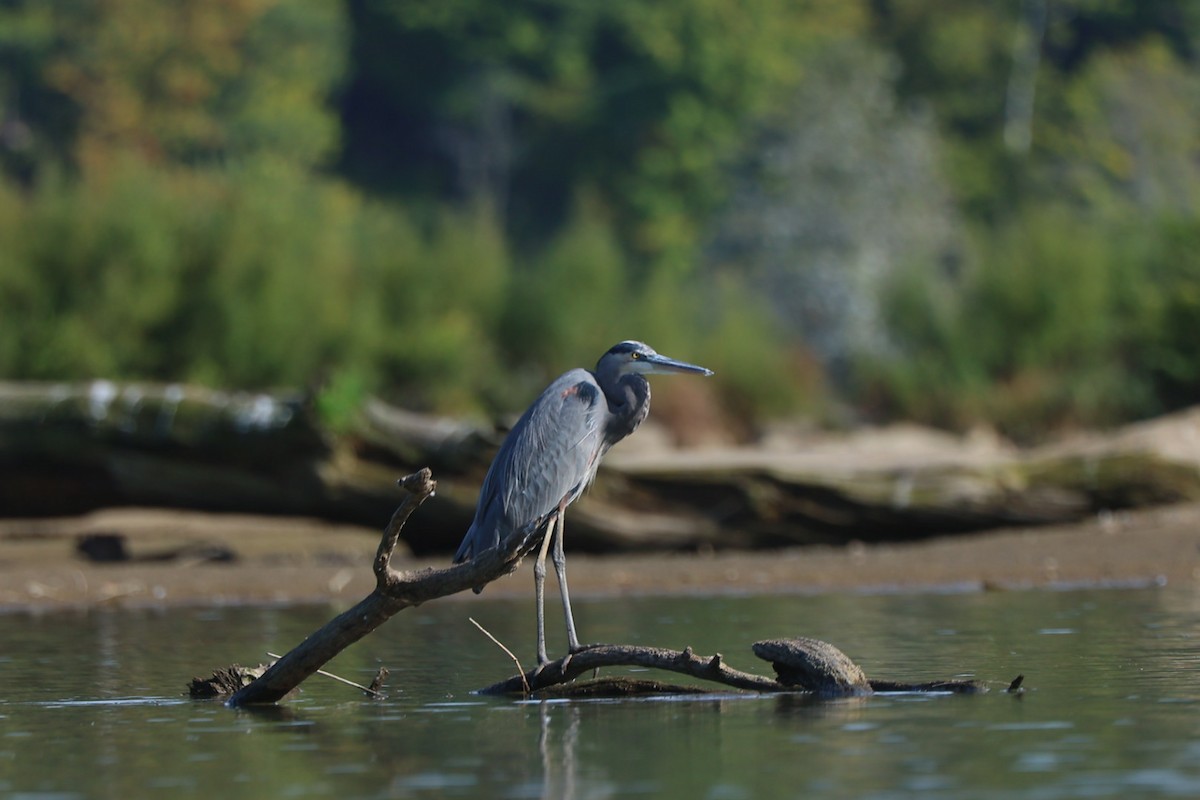Great Blue Heron - ML642810714