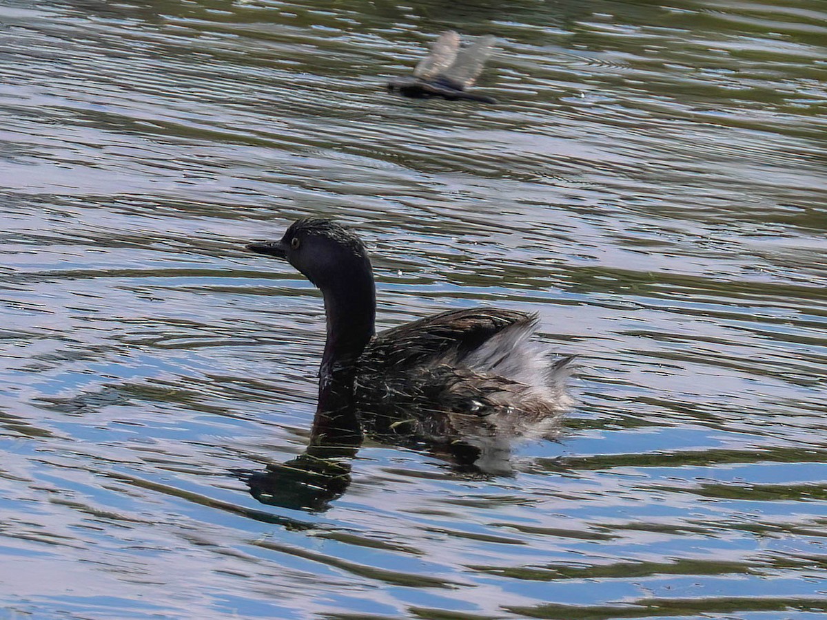 Least Grebe - ML642810719