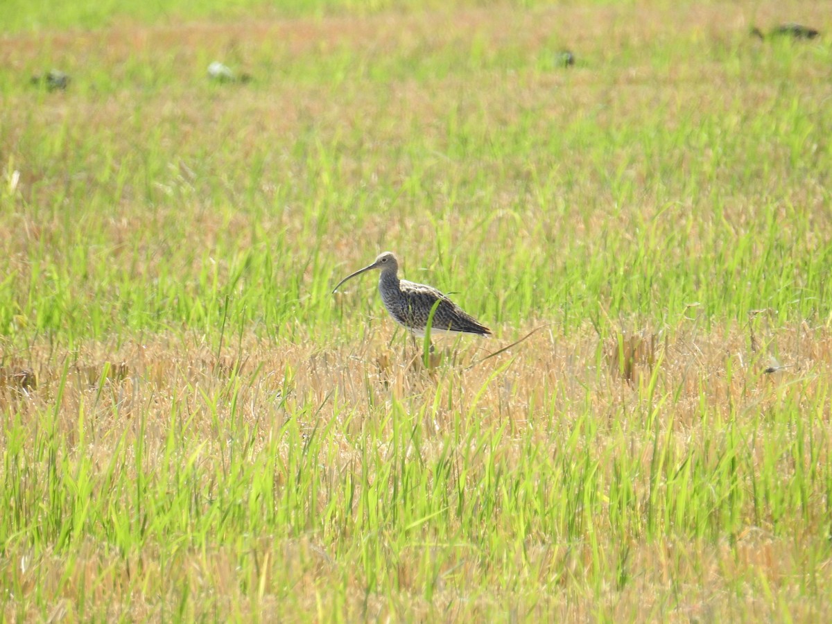 Eurasian Curlew - ML642810721