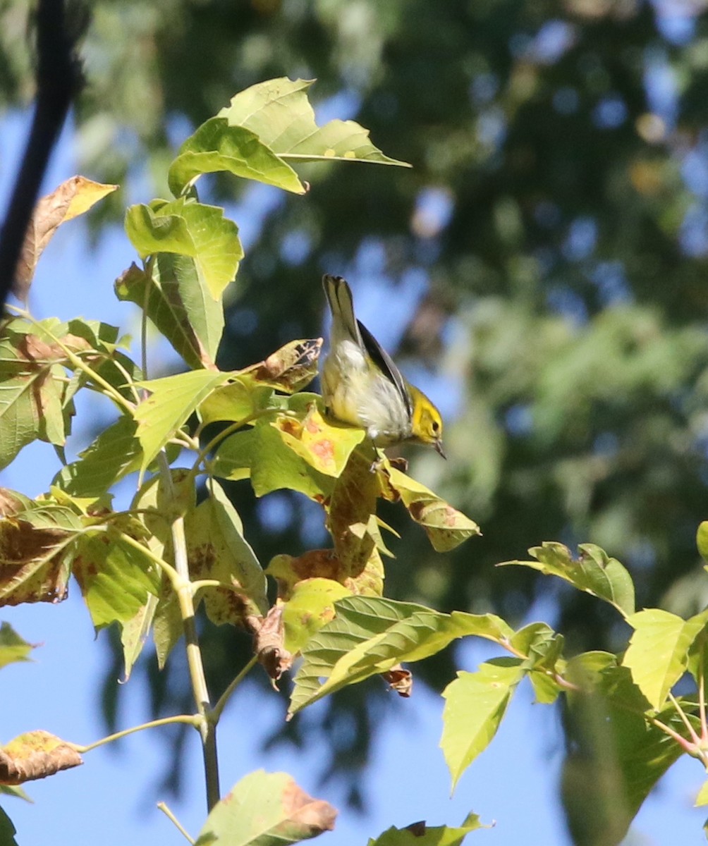 Black-throated Green Warbler - ML642810722