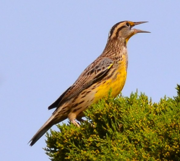 Eastern Meadowlark - ML642810726