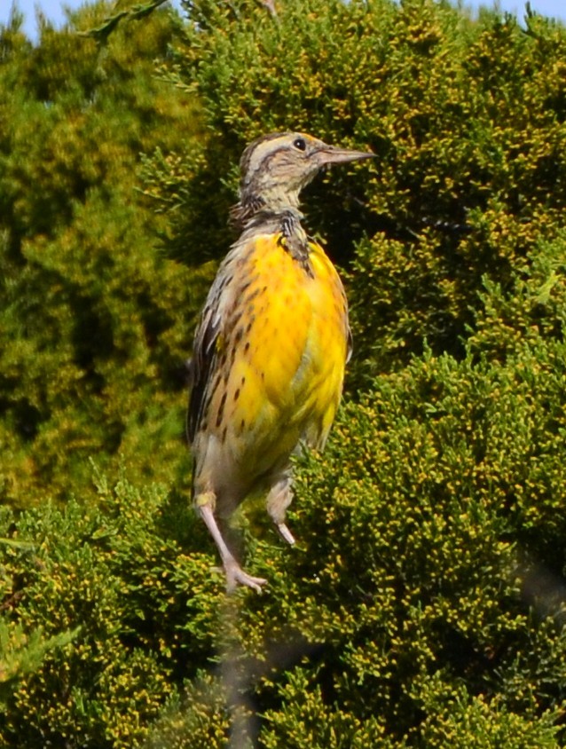 Eastern Meadowlark - ML642810727