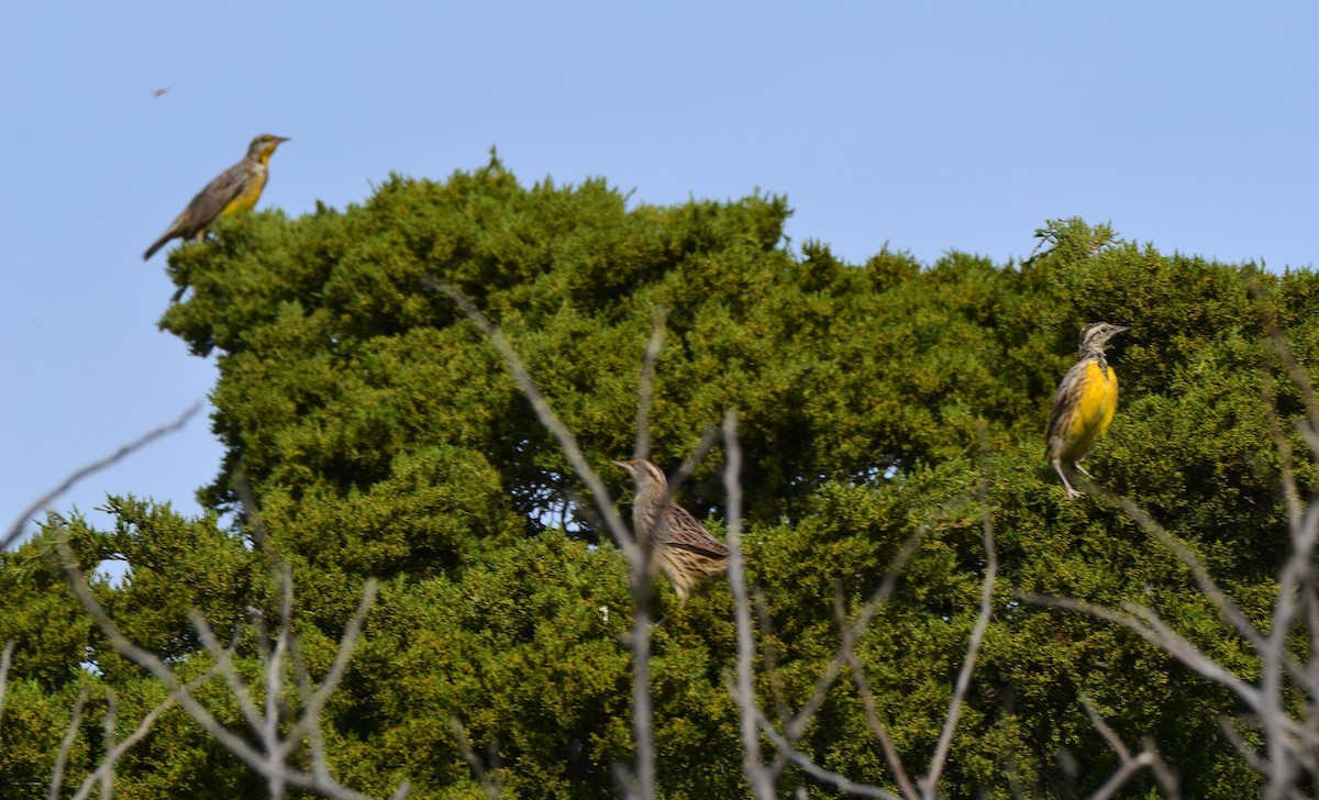 Eastern Meadowlark - ML642810728