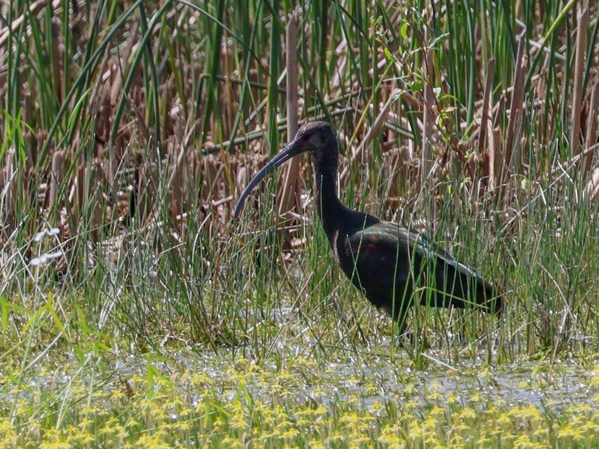 ibis americký - ML642810729