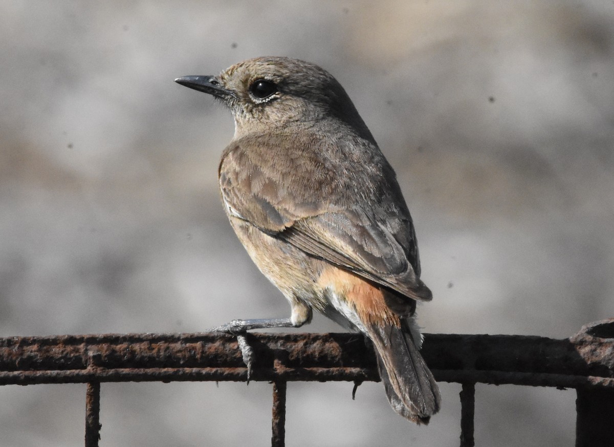 Pied Bushchat - ML642810738