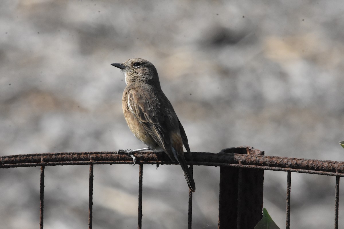 Pied Bushchat - ML642810740
