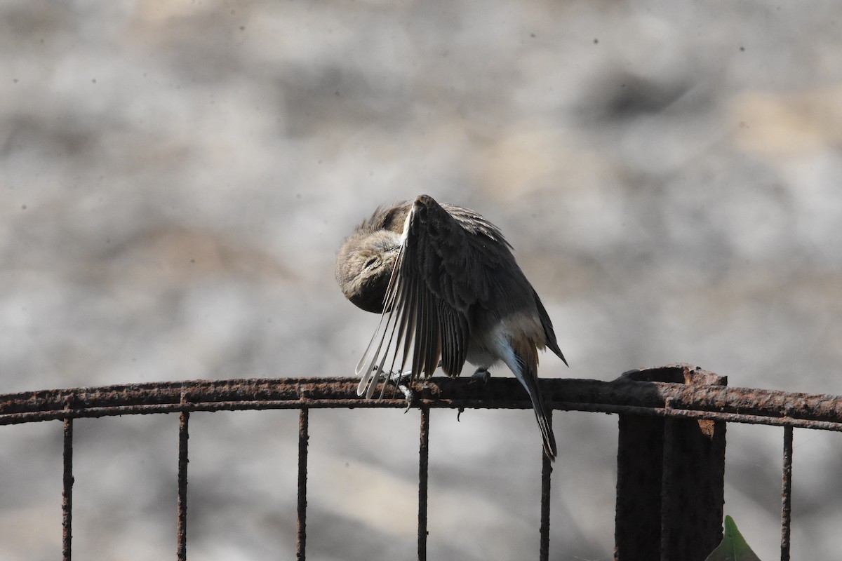 Pied Bushchat - ML642810743