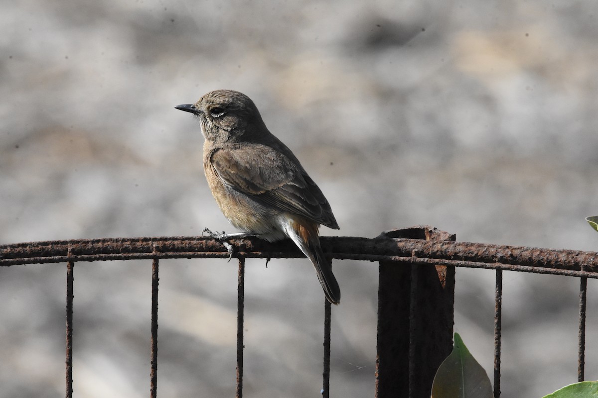 Pied Bushchat - ML642810744