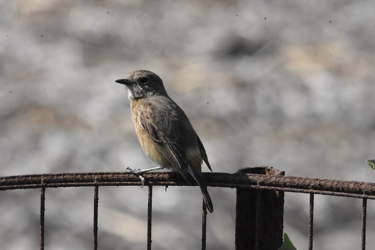 Pied Bushchat - ML642810746