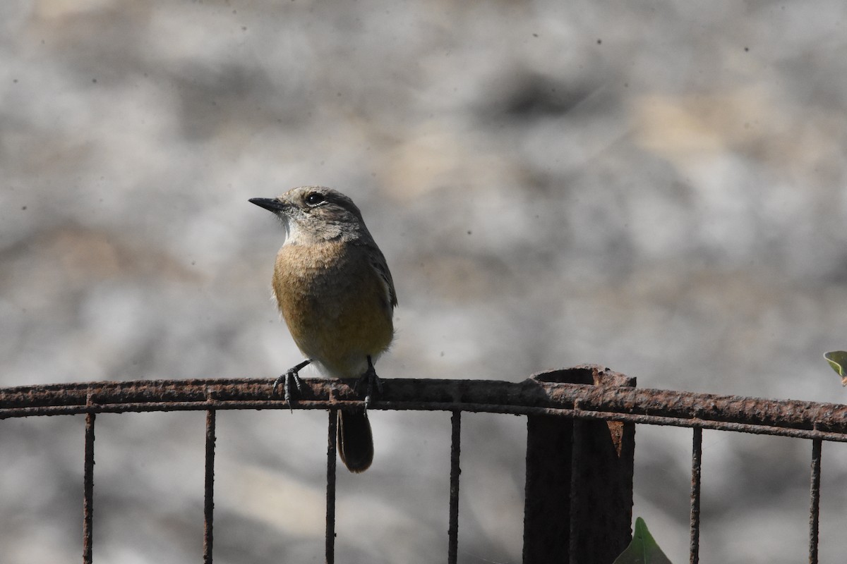 Pied Bushchat - ML642810747