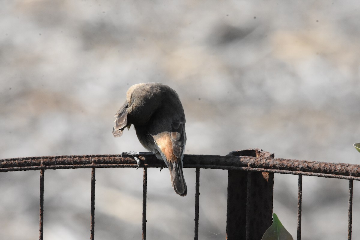 Pied Bushchat - ML642810748