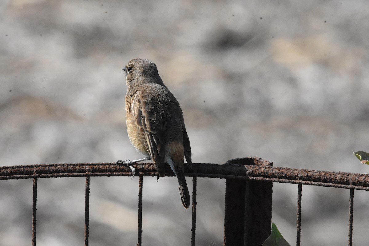 Pied Bushchat - ML642810749