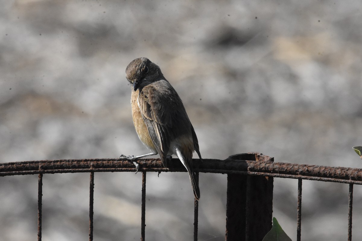 Pied Bushchat - ML642810750
