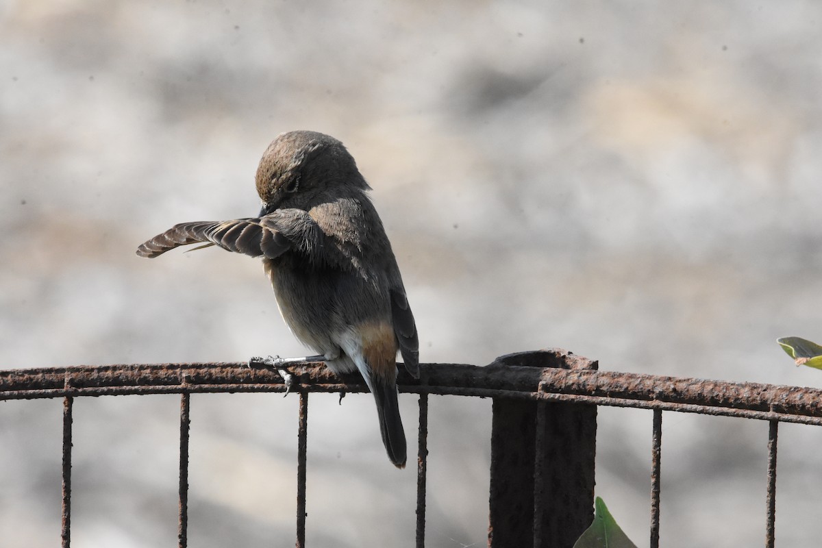 Pied Bushchat - ML642810751
