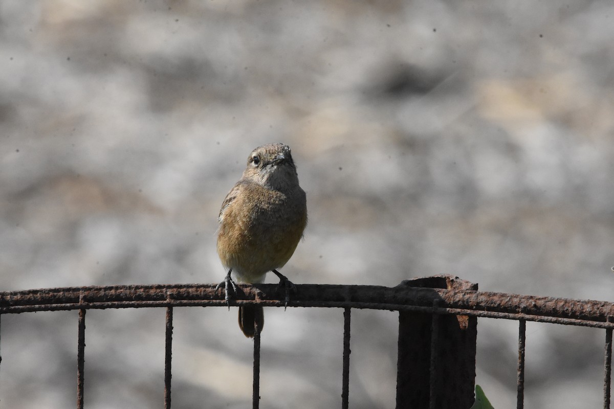 Pied Bushchat - ML642810752
