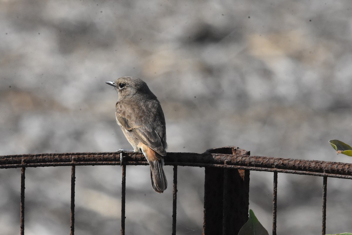 Pied Bushchat - ML642810754