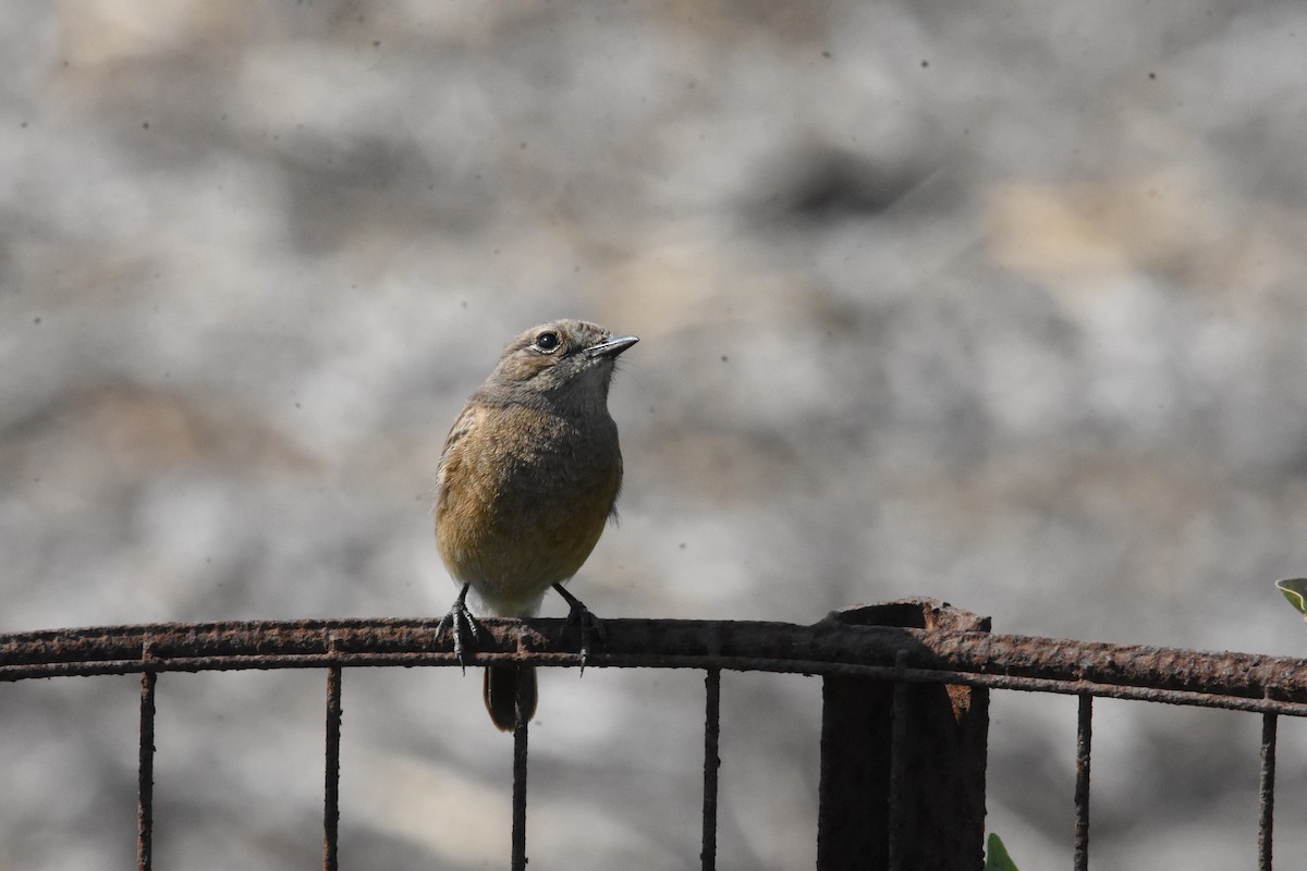 Pied Bushchat - ML642810755