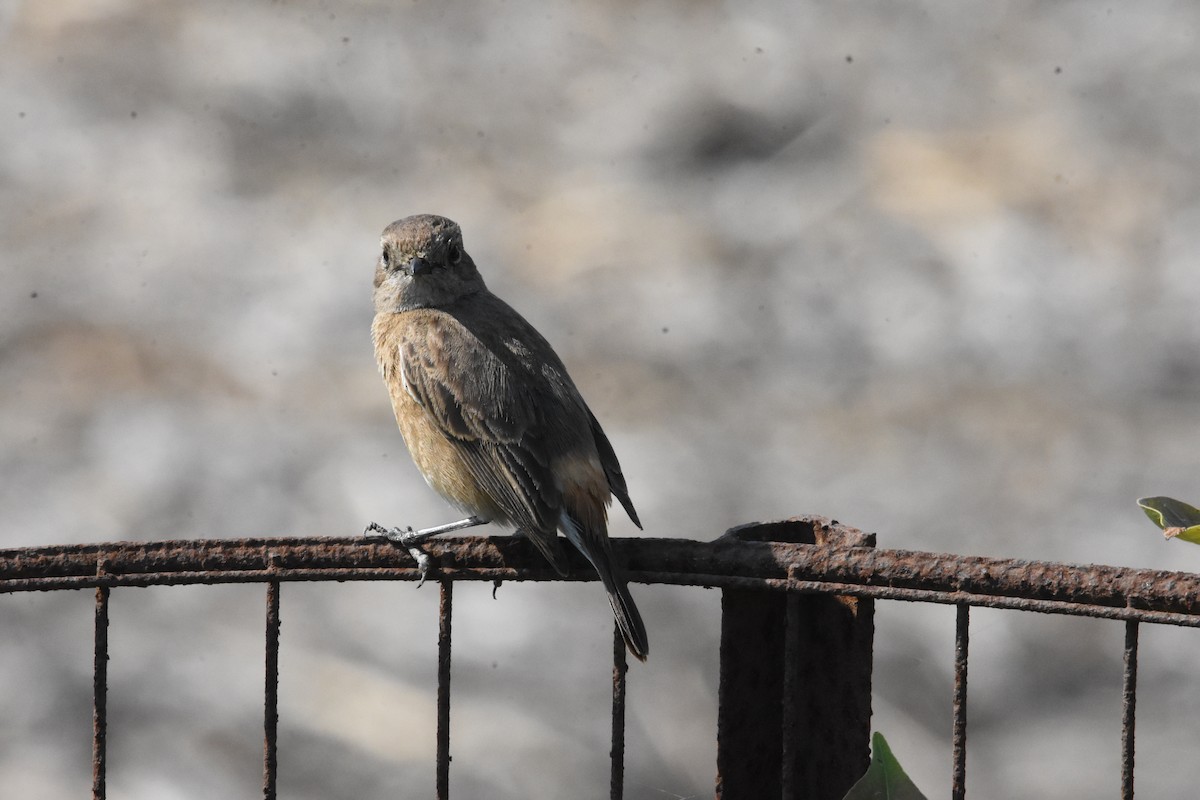 Pied Bushchat - ML642810756