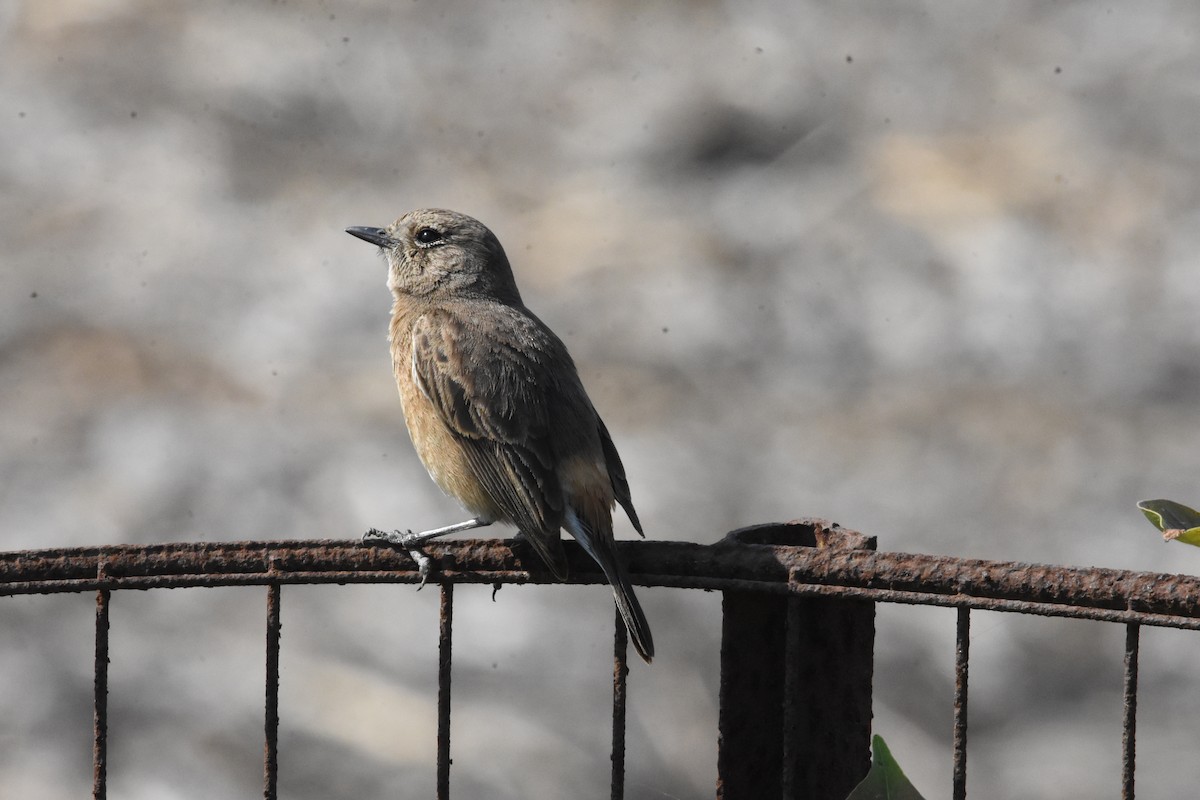 Pied Bushchat - ML642810757