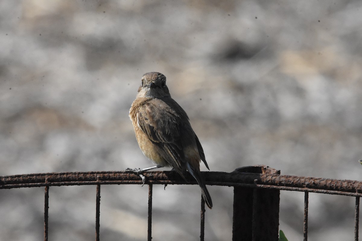 Pied Bushchat - ML642810758