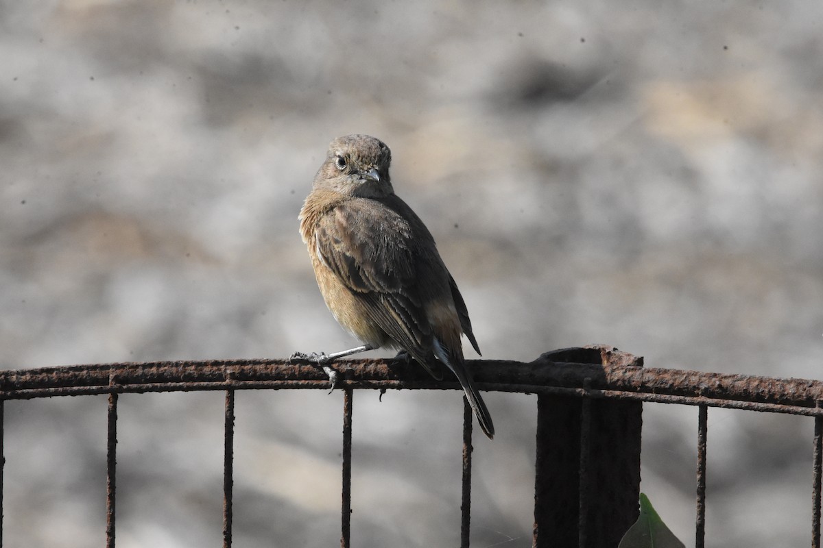 Pied Bushchat - ML642810763