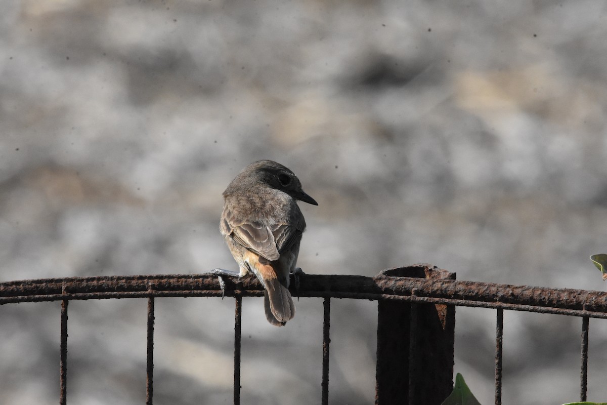 Pied Bushchat - ML642810767