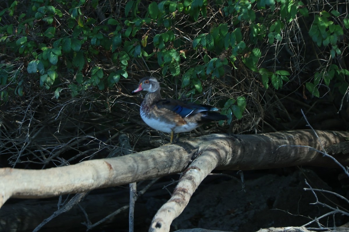 Wood Duck - ML642810775