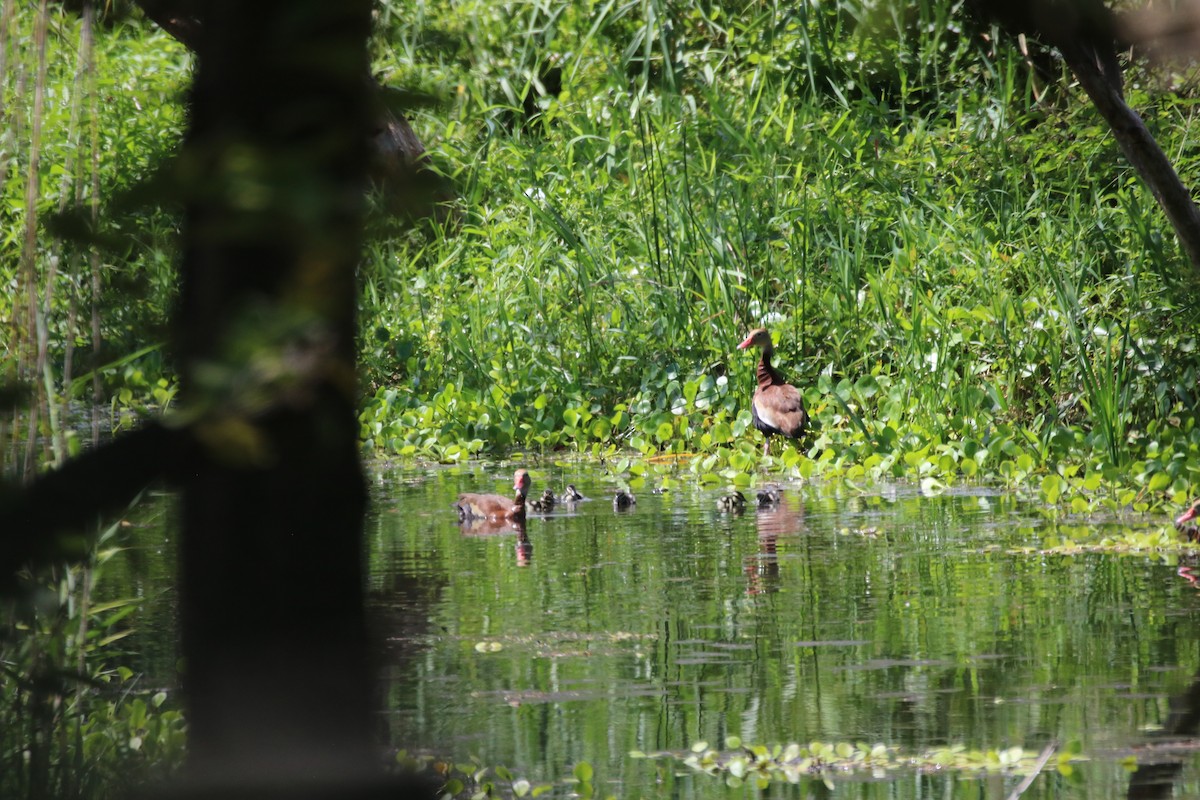 Black-bellied Whistling-Duck - ML642810780