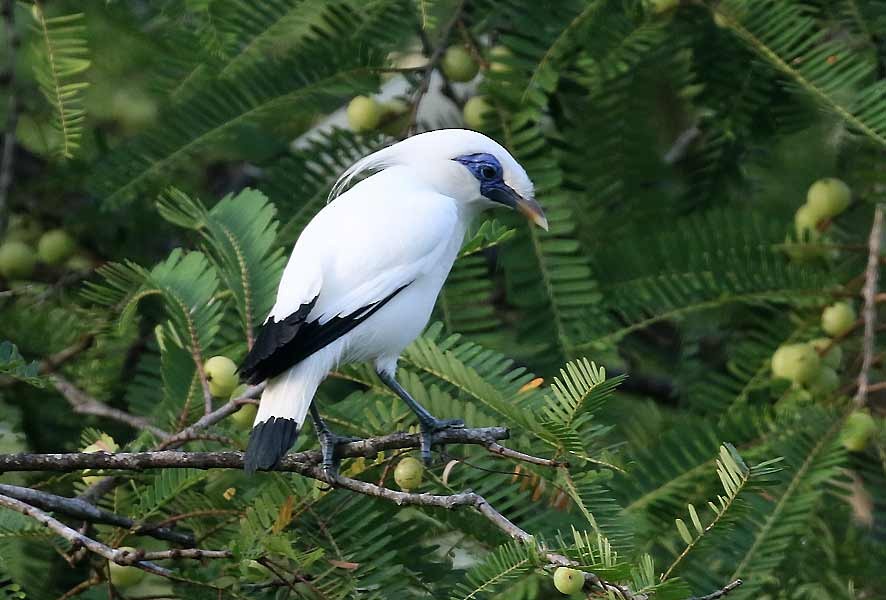 Bali Myna - ML642810790