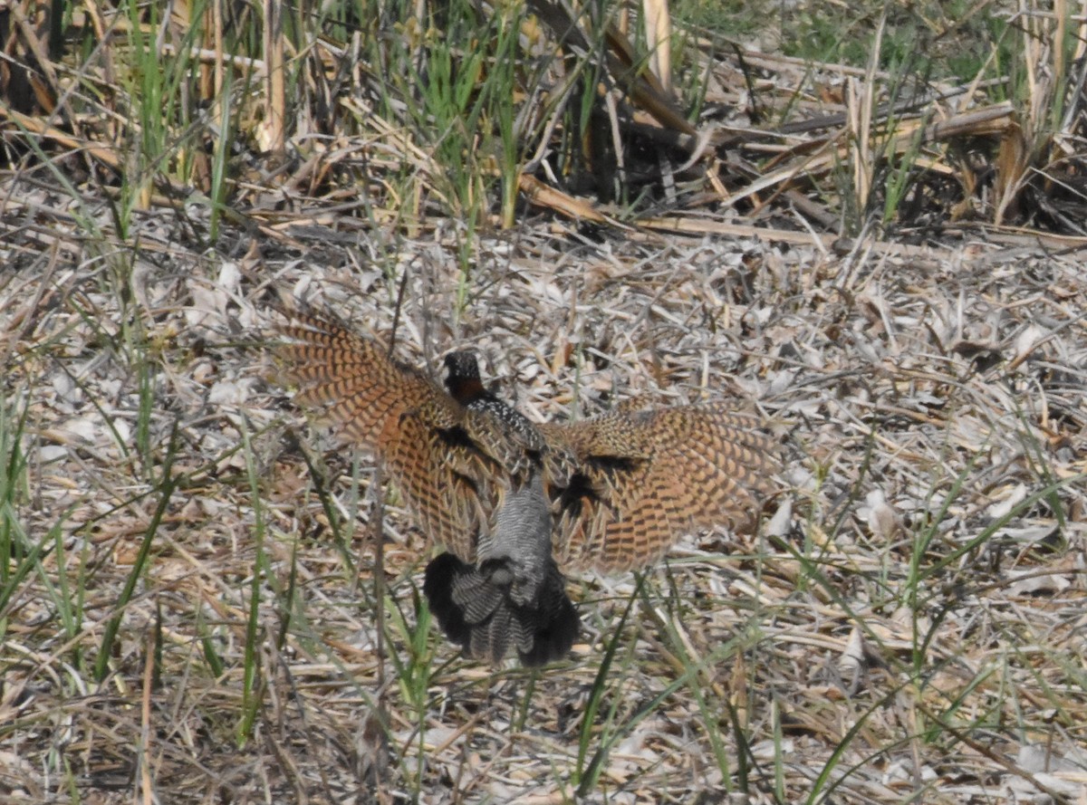 Black Francolin - ML642810812