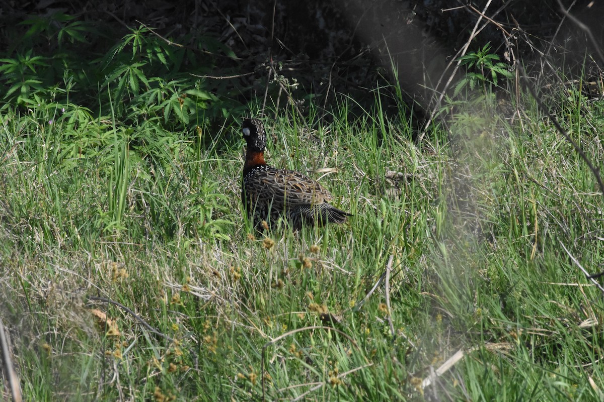 Black Francolin - ML642810813