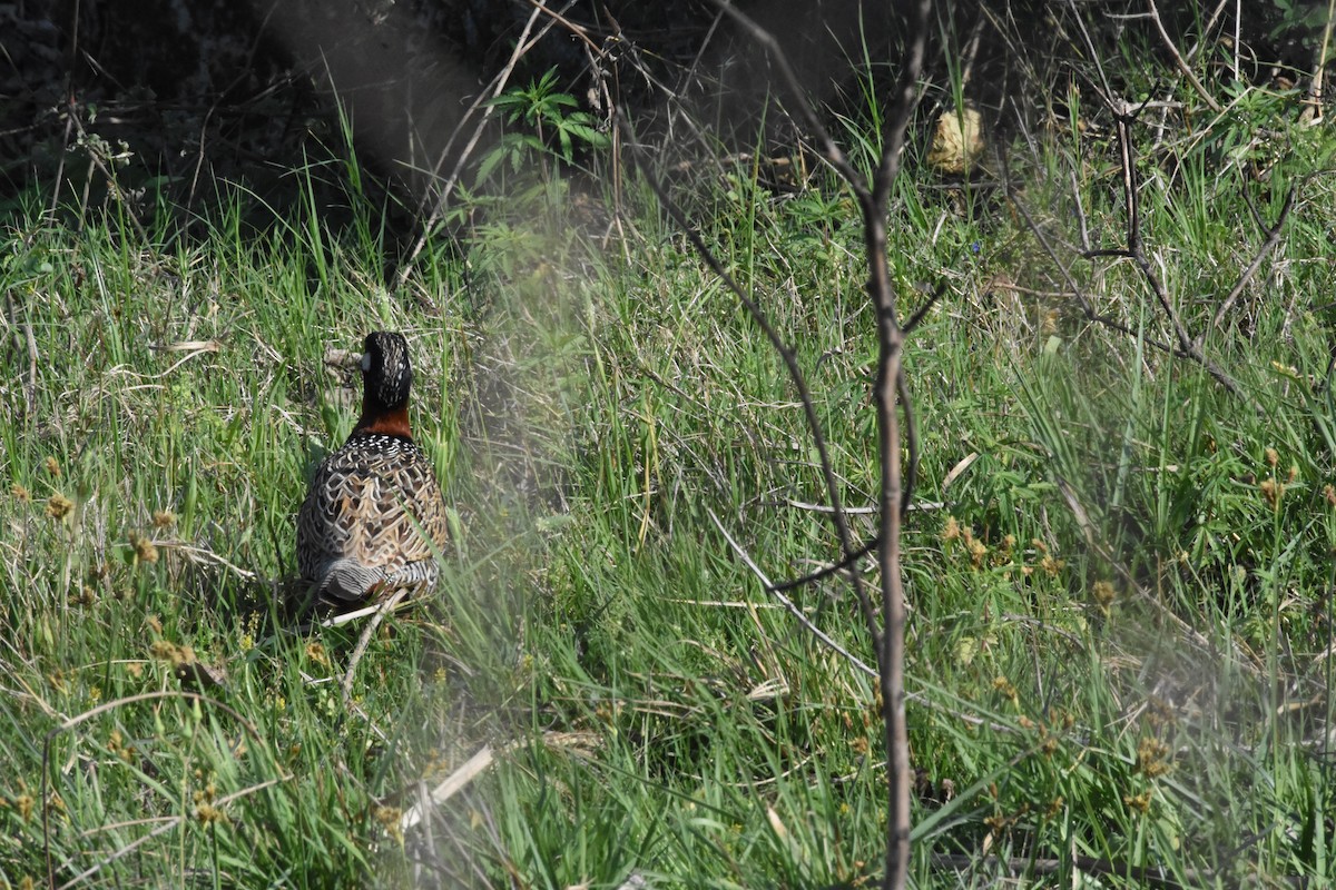 Black Francolin - ML642810814